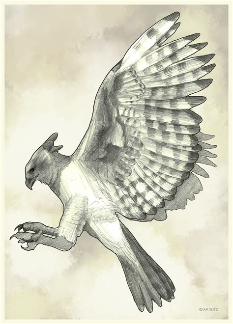 Harpy Eagle Drawing At Getdrawings Free Download
