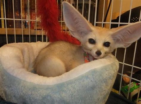 Sweet Fennec Fox Babies Available For Sale Adoption From Toronto