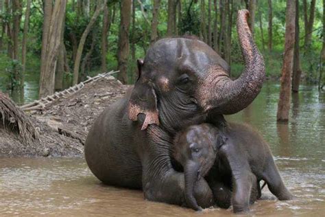 Mothers Day Photography Greetings Mom And Child