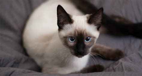 Siamese Cat Everything You Need To Know About The Breed Siamese Cats