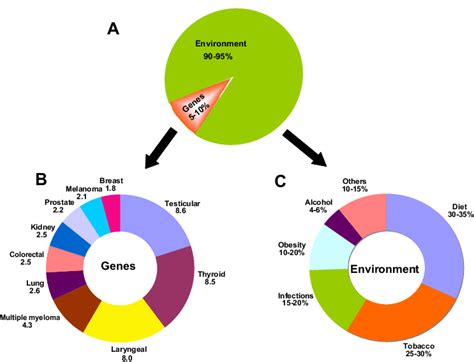 The Role Of Genes And Environment In The Development Of Cancer A The