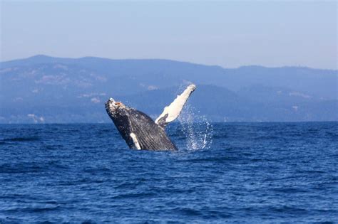 Whale Watching Tour In A Zodiac Boat In Victoria Isla De Vancouver