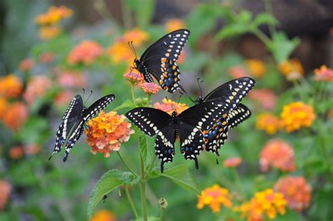 Planting With Kids Butterfly Friendly Plants For Your Garden