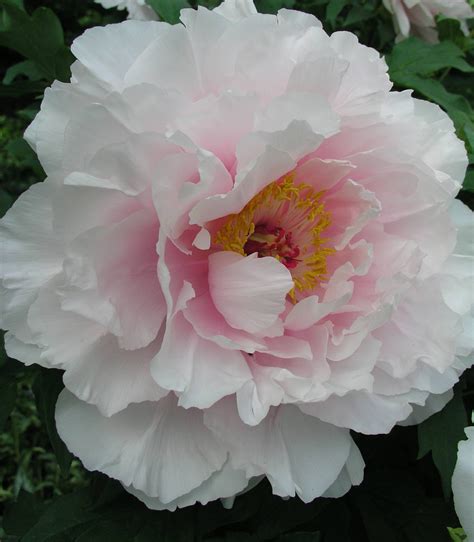 Forms Of Tree Peonies With An Unusual Color Range It Is Within These
