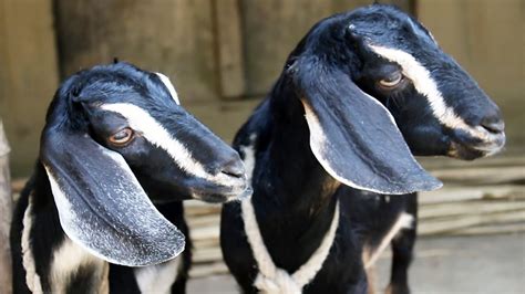 Black Bengal Goat Goat Rearing Bengal Farmer Village Animal Youtube