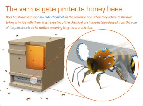A New Way Of Protecting Bees Against Varroa Mites Bee Keeping Bee
