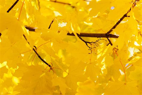 Bright Yellow Leaves Free Stock Photo Public Domain Pictures