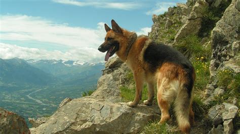 Dog German Shepherd Animals Mountain Wallpapers Hd Desktop And