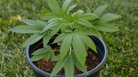 How To Grow Cannabis CBD Guide