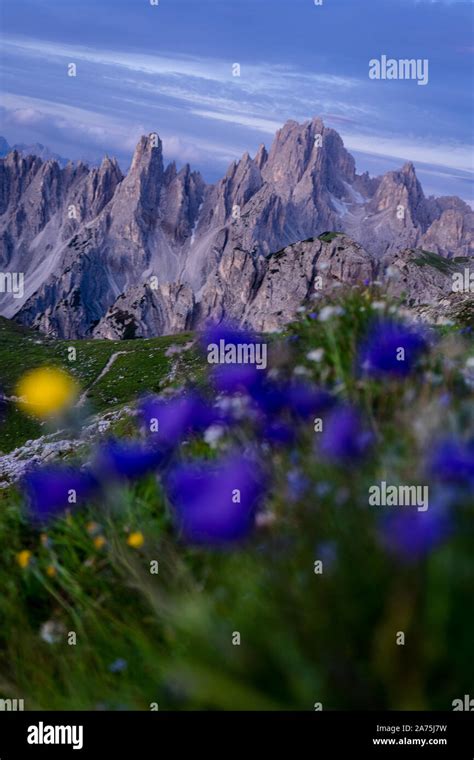 European Mountain Flowers Hi Res Stock Photography And Images Alamy