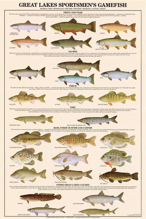 Great Lakes Gamefish Fish Poster And Identification Chart Charting