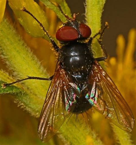 Small Black Fly With Big Red Eyes And Brownish Wings Gnadochaeta