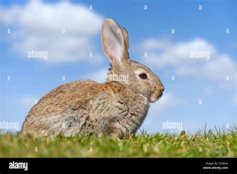 Rabbit Hare While In Grass In Summer Time Stock Photo Alamy