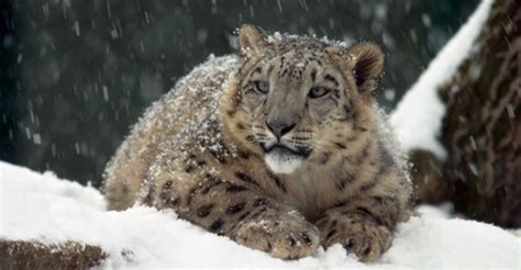 Saving Snow Leopards From The Brink Of Extinction Central Asian