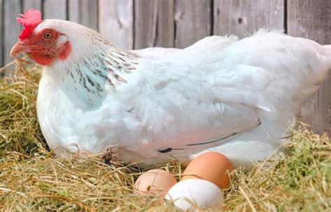 Ways To Breed Chickens Like Expert