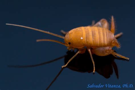 Orthoptera Myrmecophilidae Myrmecophilus Ant Crickets Male B Urban