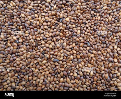 Brown Color Roasted Barley Close Up For Background Texture Stock Photo