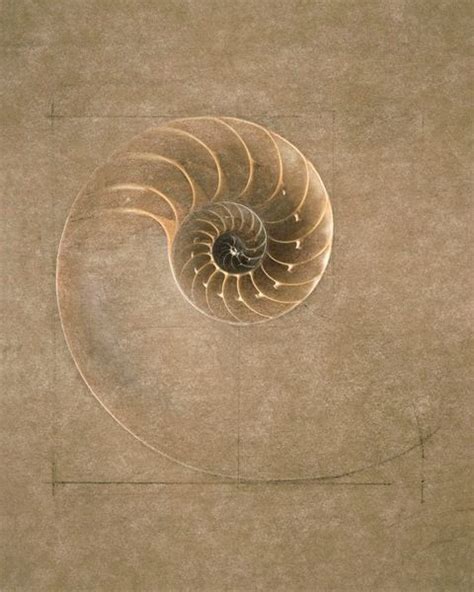 Golden Mean Fibonacci Spiral Nautilus Fibonacci Golden Ratio Fibonacci