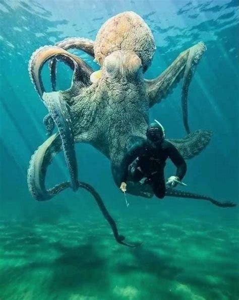 A Giant Pacific Octopus Theviralthings