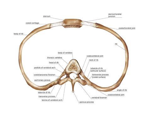 Arch Of Thoracic Cavity Photograph By Asklepios Medical Atlas Porn