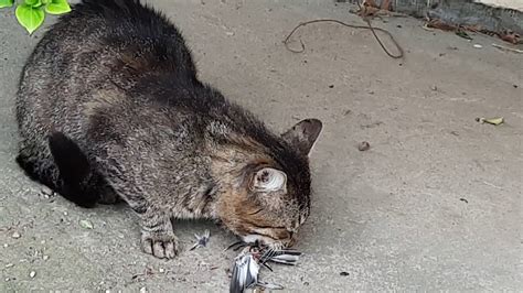 Cat Feeding On Sparrow Youtube