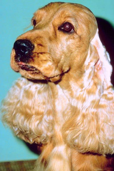 While most dogs will be okay with you. How to Clean Cocker Spaniel Eyes - Pets