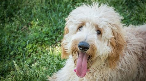 It is meant for up to 12 months old medium breed puppies that it is considered one of the best dog foods for goldendoodles. Best Dog Foods For Goldendoodles: Puppies, Adults & Seniors