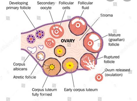 Draw A Neat And Well Labelled Diagram Fo Transverse Section Of Human Ovary