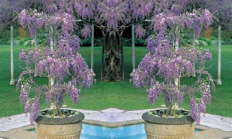 Free bda reset code 3. Codes For Wisteria : Hex Color Code #9262ba | Wisteria color information | Hsl | Rgb | Pantone ...