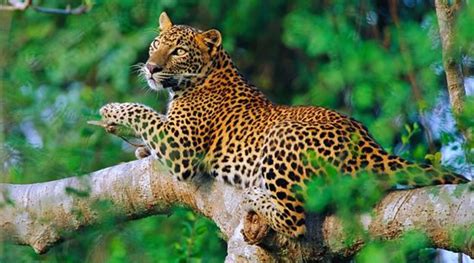 Leopard Trails Sri Lanka Unique Leopard Safaris