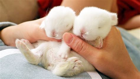Really Cute Baby Rabbits