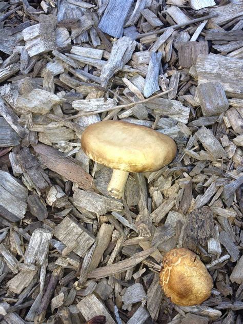 Mushroom Ids Mushroom Hunting And Identification Shroomery Message