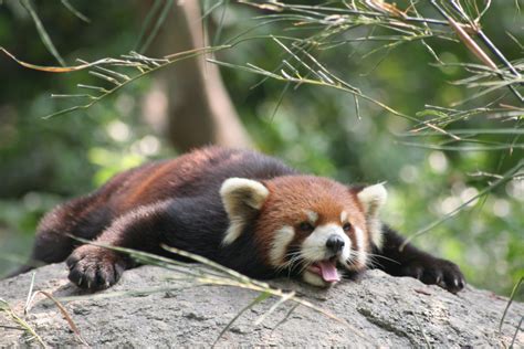 Resurfaced Clip Of Red Pandas Reaction To A Stone Has Internet In Stitches