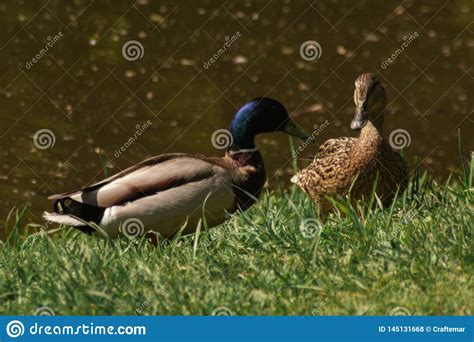Two Brown Ducks Sitting On The Green Spring Grass Near The Lake