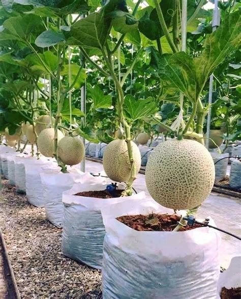 Melones hydroponicgardeningtips Jardinería hidropónica Jardinería
