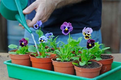 Growing Pansies How To Plant Grow And Care For Pansy Plants Bbc
