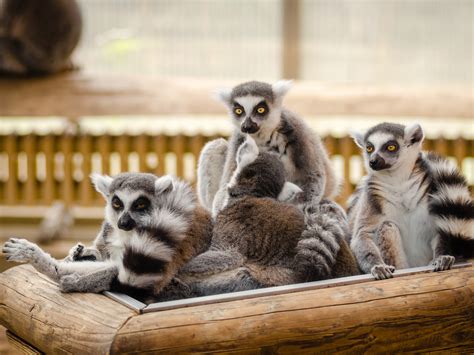 Archea Lemurs Of Madagascar