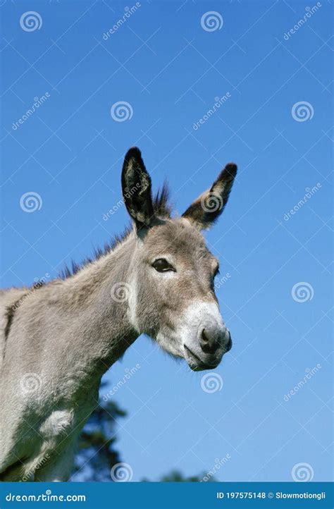 Portrait Of Grey Domestic Donkey A French Breed Stock Photo Image Of