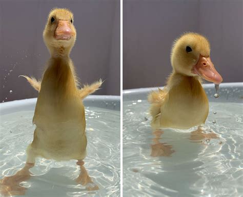 These 35 Pics Of Cute Ducks Might Make Your Day Better Bored Panda