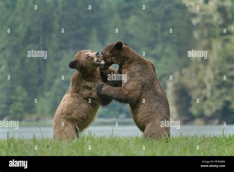 Grizzly Bears Ursus Arctos Play Fighting In Misty Valley
