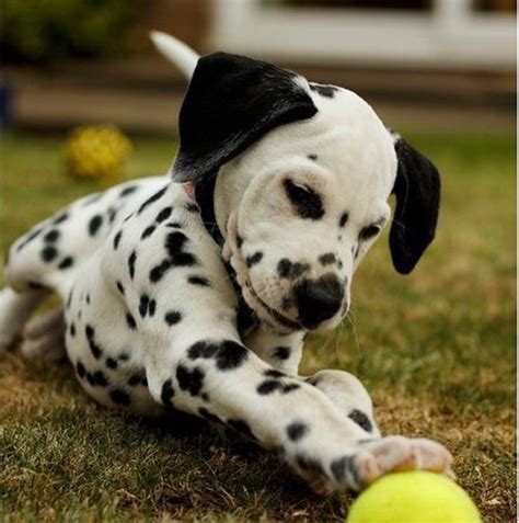 Soo Cute With Images Cute Animals Dalmatian Puppy Baby Dogs