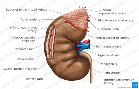 The human kidneys house millions of tiny filtration units called nephrons, which enable our body to retain the vital nutrients, and excrete the unwanted or excess molecules as well as metabolic wastes. Kidney Diagram Unlabeled - Human Anatomy