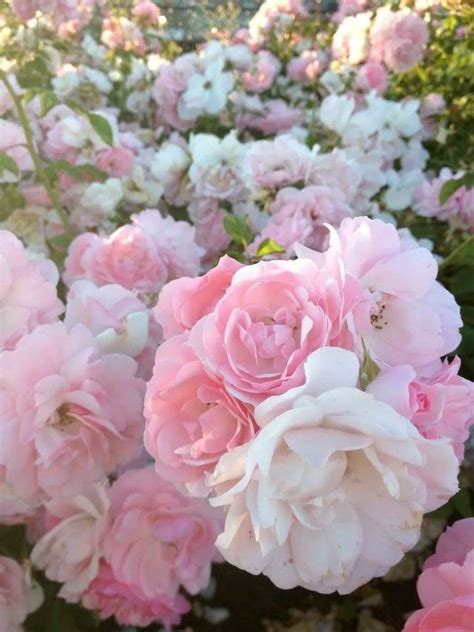 Luthfulgaani On Twitter White And Pink Roses Flower Aesthetic