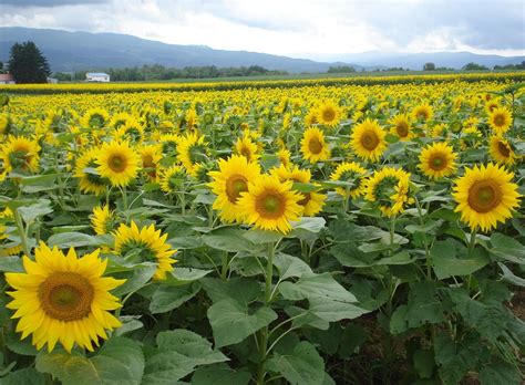 Sunflowers Field Summer Wallpaper Hd Flowers 4k Wallpapers Images