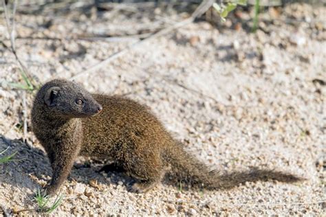 Malagasy Narrow Striped Mongoose Mammal Britannica