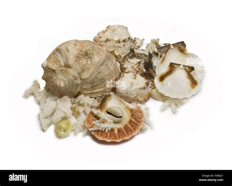 Group Of Sea Shells And Corals Isolated Stock Photo Alamy