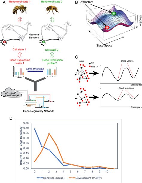 Behavior Related Gene Regulatory Networks A New Level Of Organization