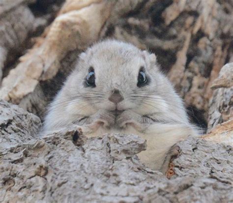 Japanese And Siberian Flying Squirrels Are Probably The