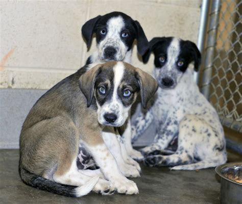 Puppies Tennessee Death Row Dogs Inc