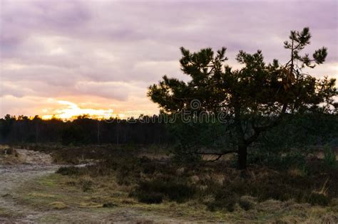 Sunset In Heather Landscape That Are Dark Silhouettes Colorful Sky And